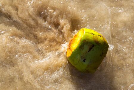 Coconut swims in the water on the seashore. Fruit in the tropics.の写真素材