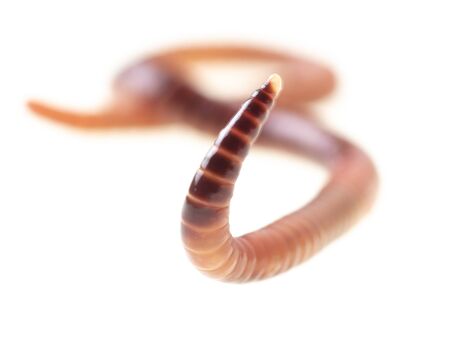 Earthworm isolated on a white background.