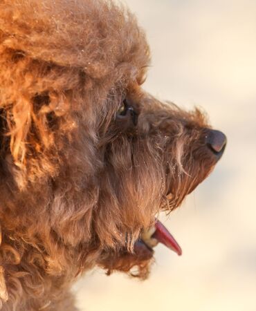 Portrait of a dog in a park on nature.の写真素材