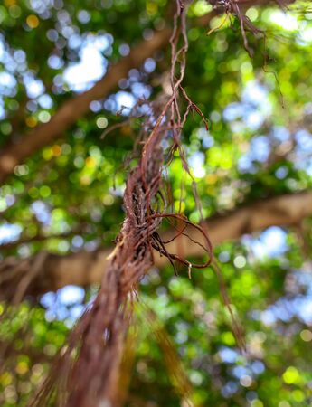 Roots hanging from a tree on the nature in the park.の写真素材