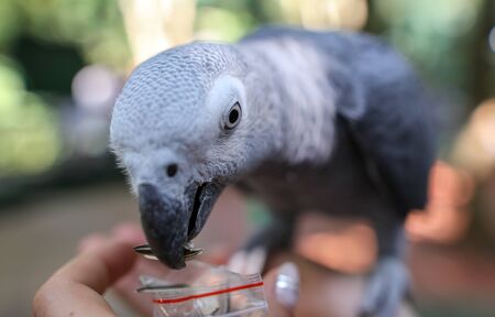 A parrot eats a seed from the hands of a man in the park. Bird