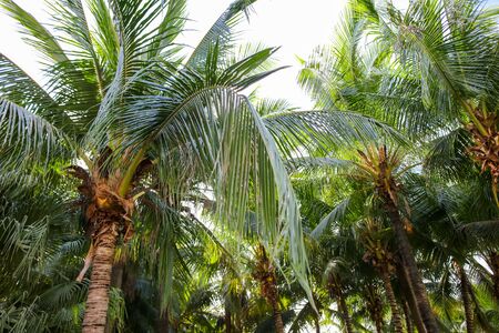 Large green branches on a coconut tree in the tropics.の写真素材
