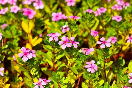 Beautiful pink flowers on the nature in the park.の写真素材