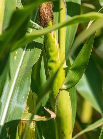 Green corn on the nature. Harvest in the garden.