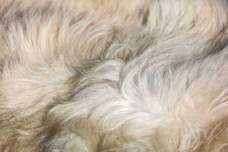 Animal fur as an abstract background. Texture.