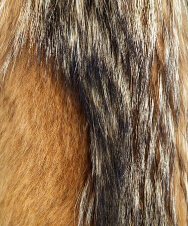 Animal fur as an abstract background. Texture.