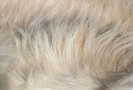 Animal fur as an abstract background. Texture.の写真素材