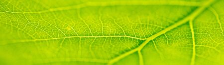 Green leaf with tree as abstract background. Macro