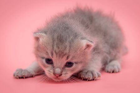 Little newborn kitten isolated on a pink background. Petの写真素材