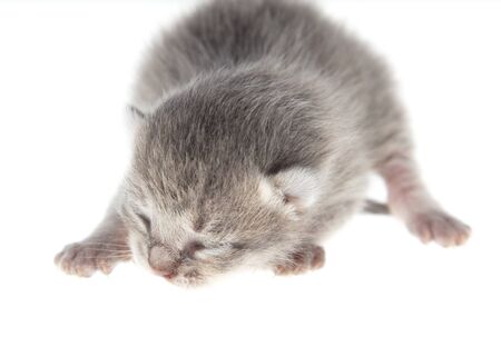 Little newborn kitten isolated on a white background. Petの写真素材