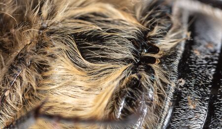 Hair on the body of a beetle as a background. Macroの写真素材