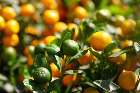 Ripe tangerines on the branches of a tree on nature.の写真素材