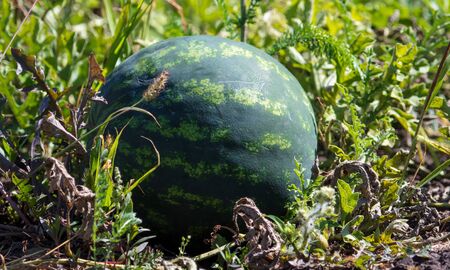 Watermelon lies on the ground in nature. Harvest in the garden.の写真素材