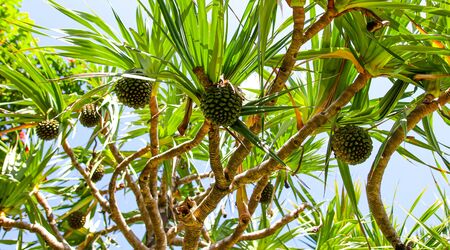 Jack fruit grows on a tree. Exotic fruit in the tropics.