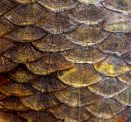 Smoked fish scales as background. Macro