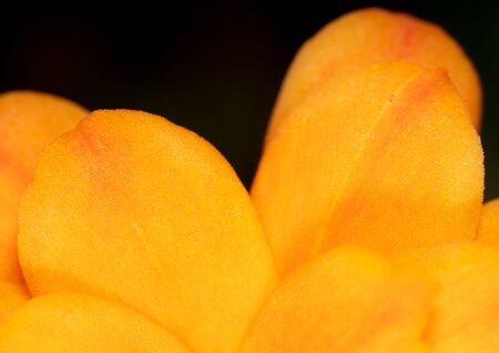 Little orange flower on the nature. Macroの写真素材