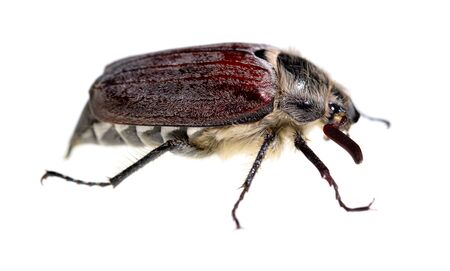 Beetle is isolated on a white background.の写真素材