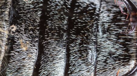 Hair on the body of a beetle as a background. Macro