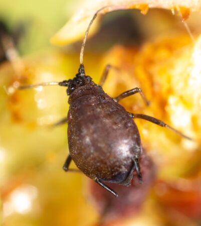 Aphids on a green leaf in nature. Macroの写真素材