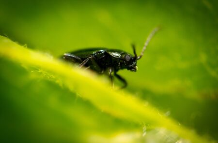 Beetle on a green plant in nature. Macroの写真素材