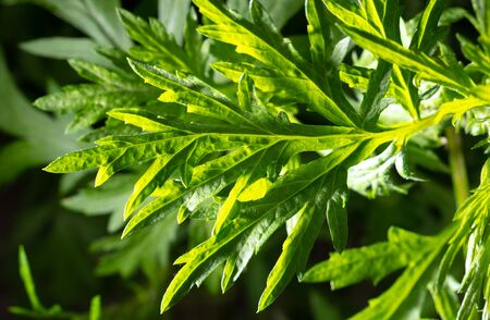 Green leaves on a grassy plant in the park. Natureの写真素材