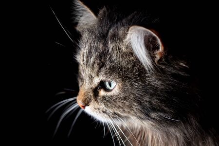 Portrait of a cat on a black background.
