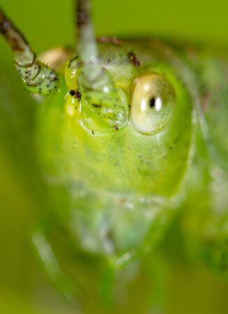 Green grasshopper in grassy vegetation. Nature insectの写真素材