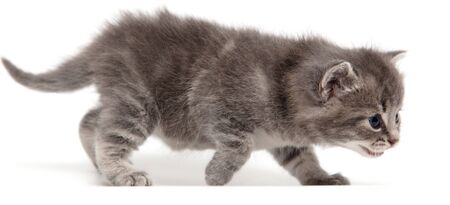 Portrait of a little kitten isolated on a white background.の写真素材