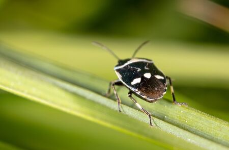 Beetle on a green plant in nature. Macro