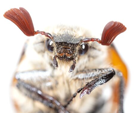 Beetle portrait isolated on a white background. Macroの写真素材