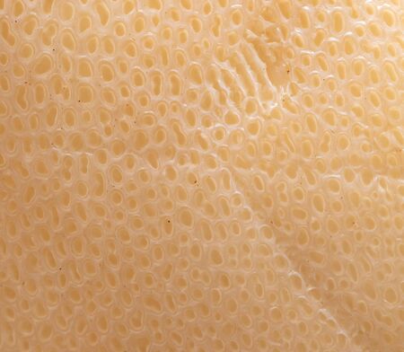 Mushroom scaly tinder fungus as background. Macro