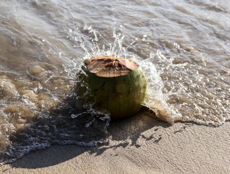 Coconut swims in the water on the seashore. Fruit in the tropics.の写真素材