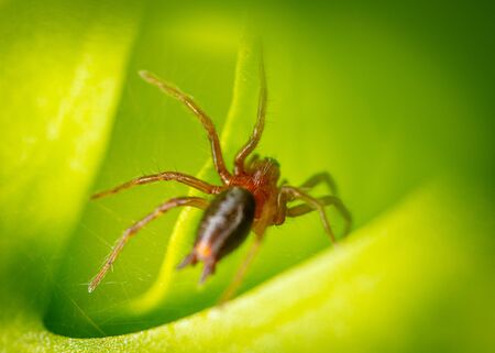 Spider on the hunt in nature. Macroの写真素材