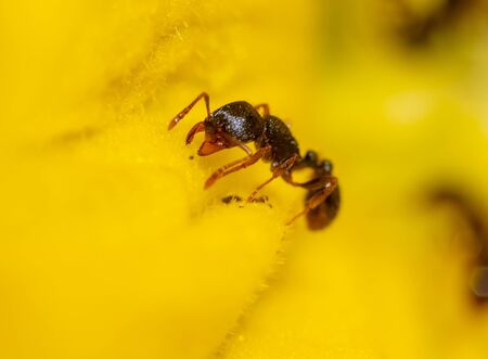 Closeup of an ant on a yellow flower on nature. Macroの写真素材