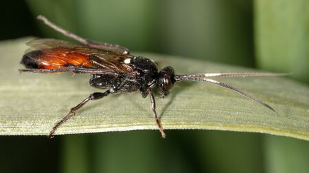 A fly on a green leaf on nature. Close-upの写真素材