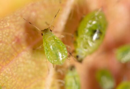 Close-up of aphids on a leaf of a tree. Macroの写真素材