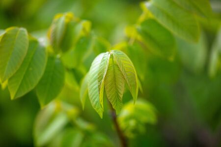 Green leaves on a walnut branch on nature.の写真素材