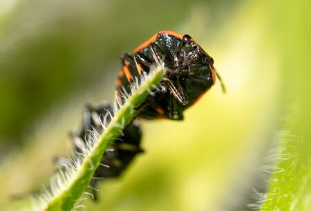 Close-up love of two beetles on a plant in nature.の写真素材