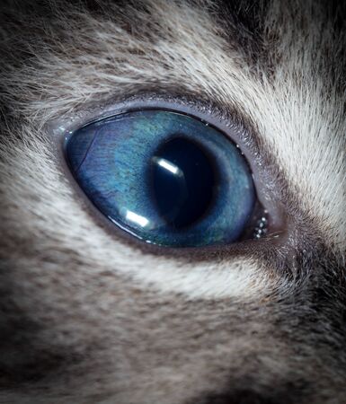 Close up of the blue eye of a little kitten. Macroの写真素材