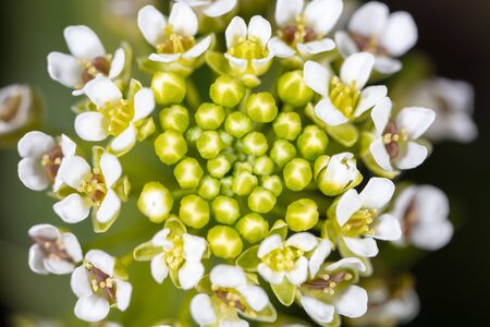 Little white flowers in nature. Close-upの写真素材
