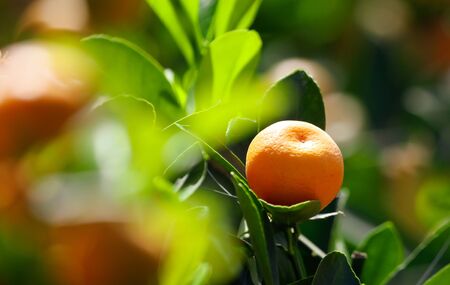 Ripe tangerines on the branches of a tree on nature.の写真素材