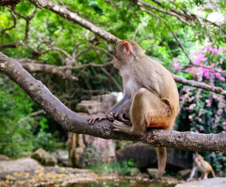 Little monkey on a tree in the park. Animal mammalの写真素材