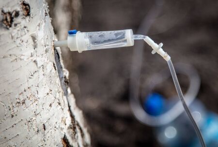 Collection of birch sap from the bark of a tree.の写真素材