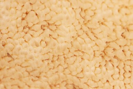 Sponge under a mushroom hat as a background. Close-up