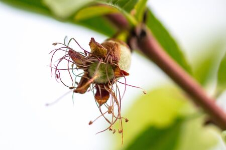 Close up of small peach fruits on a tree branch. Macroの写真素材