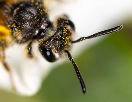 Closeup a bee on a yellow flower on nature.の写真素材