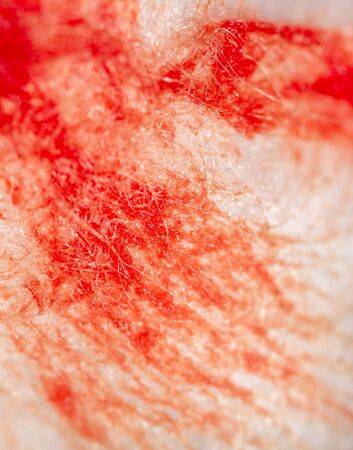 Red human blood on white cotton wool. Abstract background .の写真素材