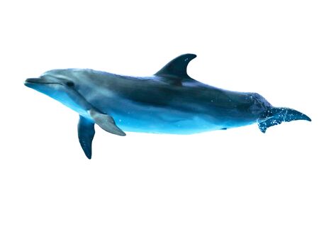 Dolphin is isolated on a white background. Mammal marine animal.の写真素材