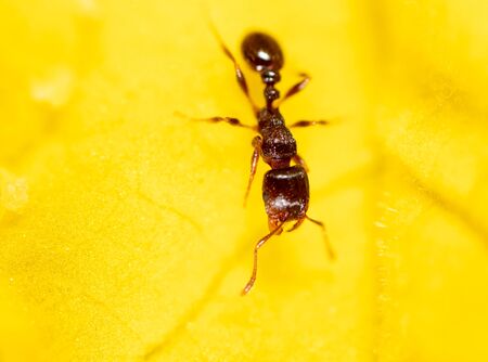 Closeup of an ant on a yellow flower on nature. Macroの写真素材