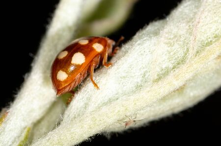 Close-up ladybug on a green leaf in nature. Macroの写真素材